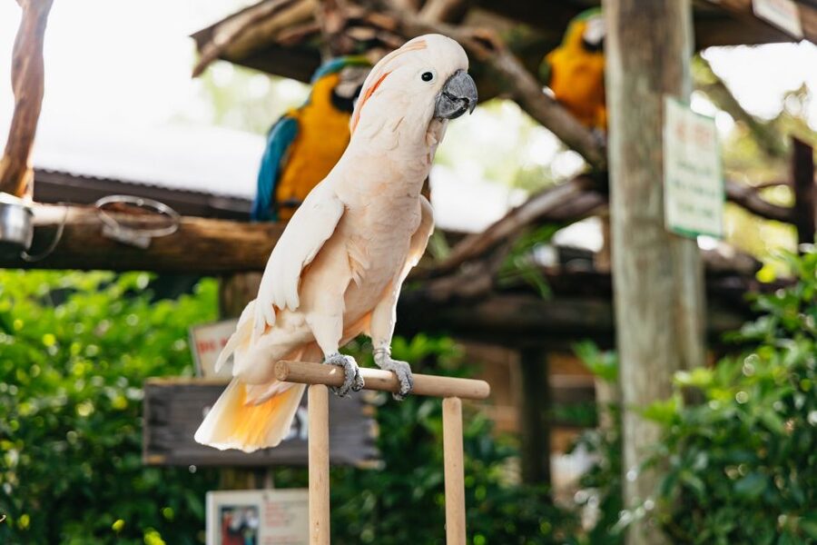 Orlando: Gatorland Skip-the-Line Ticket - Getting there and managing a full day