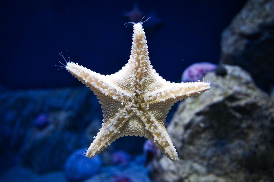 Orlando: Madame Tussauds and SEA LIFE Aquarium Combo Ticket - Touching sea stars and sea anemones