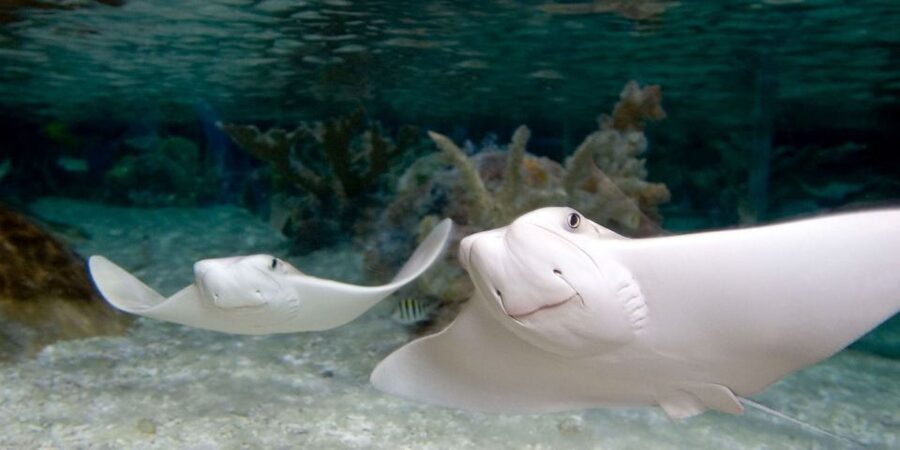 Orlando: SEA LIFE Orlando Aquarium - Should you book SEA LIFE Orlando Aquarium?
