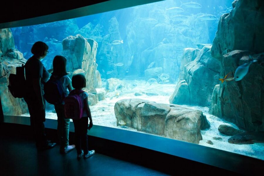 Orlando: SEA LIFE Orlando Aquarium - A gentle introduction to marine life for children