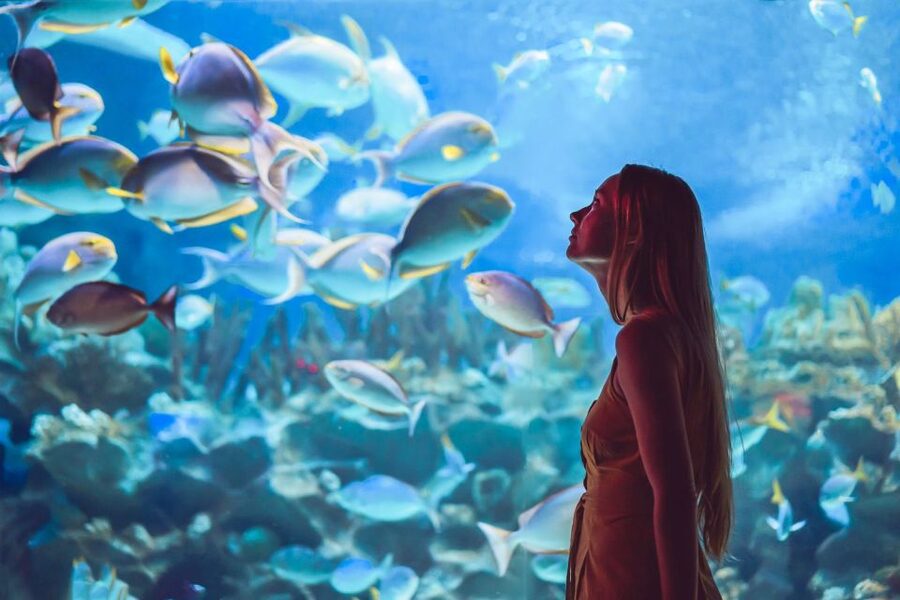 Orlando: SEA LIFE Orlando Aquarium - Expect a self-guided route, not a long formal tour