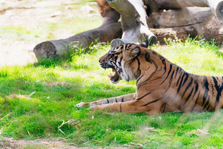 Phoenix Zoo One Day General Admission Ticket - How long you should allow