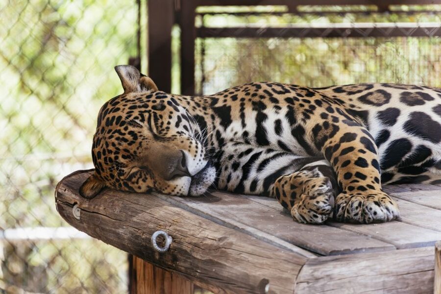 Phoenix Zoo One Day General Admission Ticket - Family breaks, playgrounds, and practical comfort