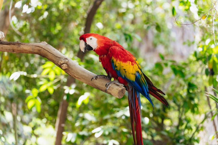 Phoenix Zoo One Day General Admission Ticket - Entry, timing, and how to avoid confusion