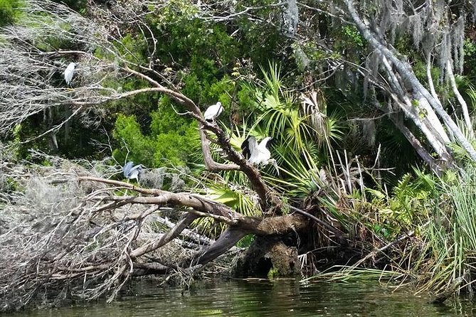 Plantation's Kings Bay Scenic Cruise - What the covered boat adds