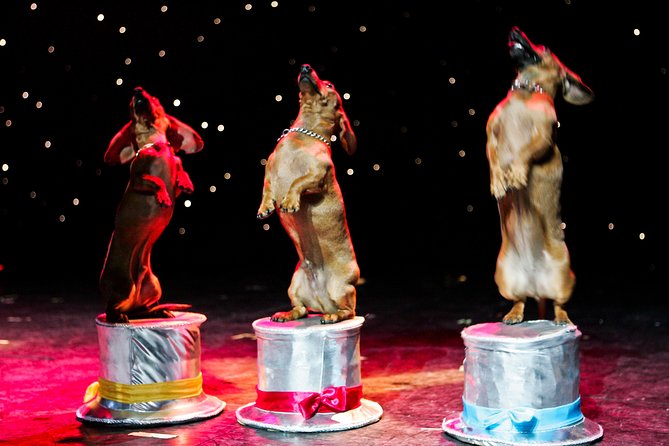 Popovich Comedy Pet Theater at Planet Hollywood Resort and Casino - Making the most of Miracle Mile before and after
