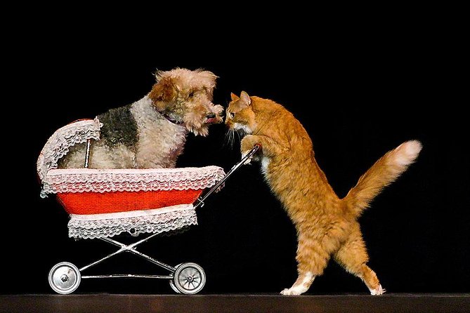 Popovich Comedy Pet Theater at Planet Hollywood Resort and Casino - Who will enjoy this most