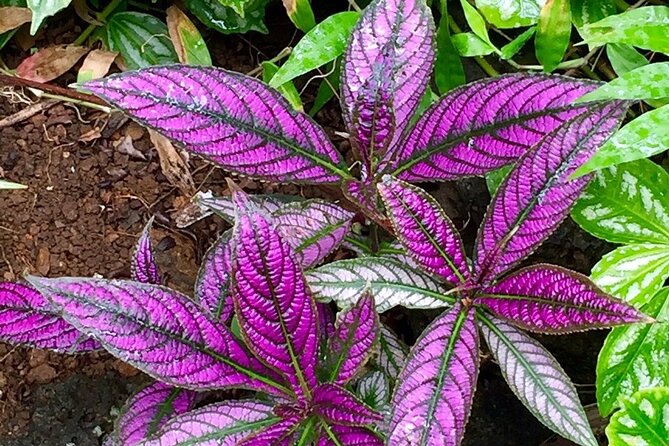 Princeville Botanical Gardens Tour and Chocolate Tasting Ticket - Anini Creek valley and sustainable cultivation