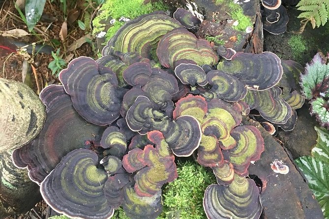 Princeville Botanical Gardens Tour and Chocolate Tasting Ticket - The guides make or break the experience