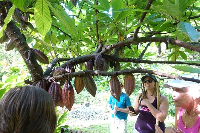 Princeville Botanical Gardens Tour and Chocolate Tasting Ticket - Is $126 a fair price?