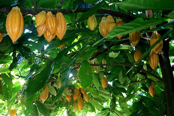 Princeville Botanical Gardens Tour and Chocolate Tasting Ticket - Fruit, flowers, honey, and the valley floor