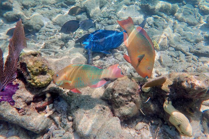 Private Looe Key Snorkel from Big Pine Key - Gear, Swimming Ability, and Family Fit