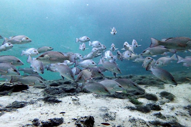 Private 'OG' Manatee Snorkel Tour with Guide for up to 10 people - Guides make or break the swim
