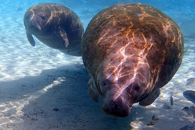 Private 'OG' Manatee Snorkel Tour with Guide for up to 10 people - Finding manatees in the Crystal River refuge