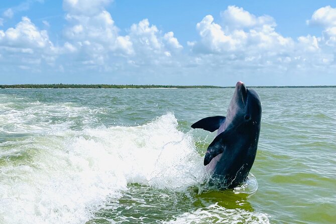 Private Shelling and Dolphin Excursion - Guides who add more than directions