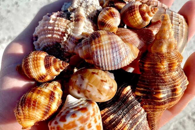 Private Shelling and Dolphin Excursion - Who will get the most from this trip