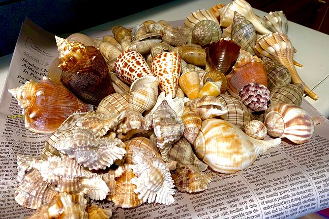 Private Shelling and Dolphin Excursion - How the value compares with a standard boat ride