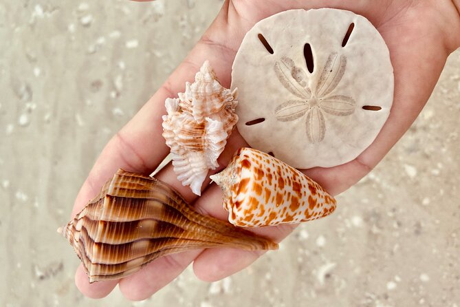 Private Shelling and Dolphin Excursion - A private boat makes the outing more flexible
