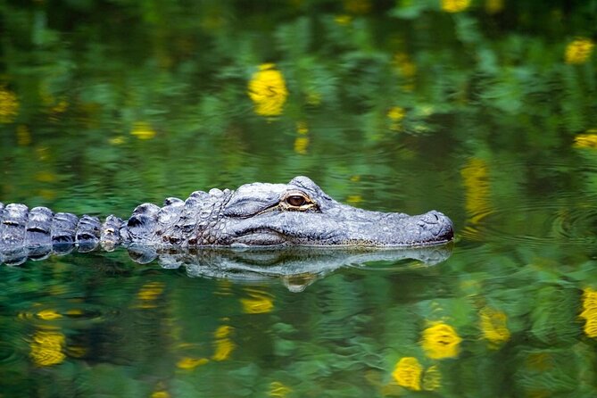 Private Tour: Florida Everglades Airboat Ride and Wildlife Adventure - Quick points before you book