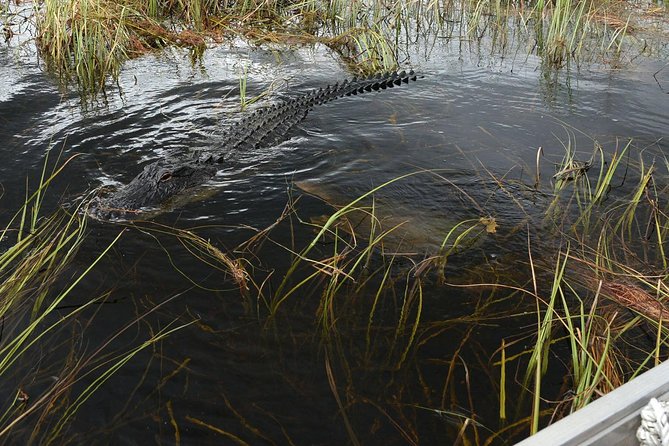 Private Tour: Florida Everglades Airboat Ride and Wildlife Adventure - A practical family outing