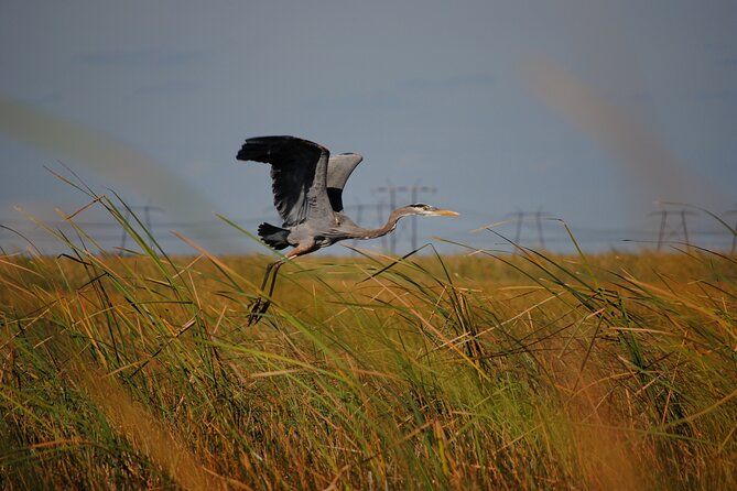 Private Tour: Florida Everglades Airboat Ride and Wildlife Adventure - Timing, weather, and the best chance at wildlife
