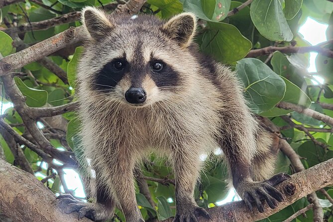 Raccoon Island Exploration on SUP/Kayak - What the 2.5-hour Raccoon Island trip is really like