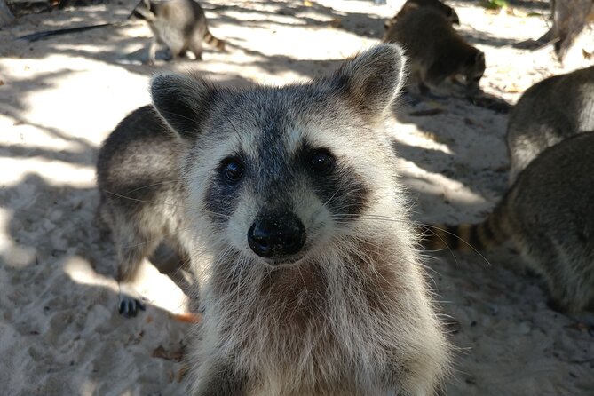 Raccoon Island Exploration on SUP/Kayak - The open-water paddle to Sandspur Island