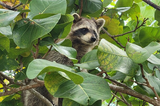 Raccoon Island Exploration on SUP/Kayak - Meeting the raccoons on the island