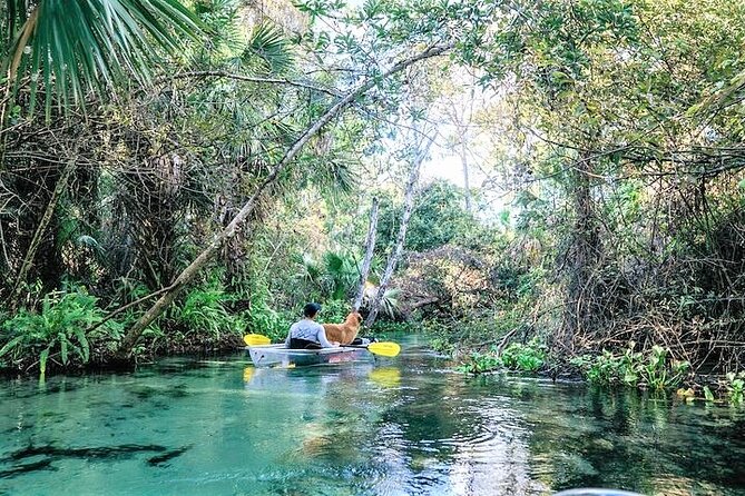 Rock Springs 2-Hour Glass Bottom Guided Kayak Eco Tour - The clear-kayak view in Emerald Cut