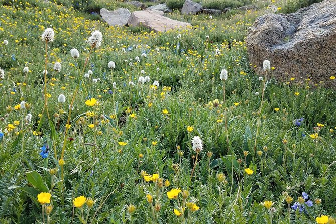 Rocky Mountain National Park in Summer Tour from Denver - Forest Canyon and Many Parks Curve