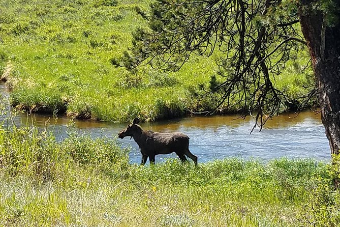 Rocky Mountain National Park in Summer Tour from Denver - Wildlife and the way out through Beaver Meadows