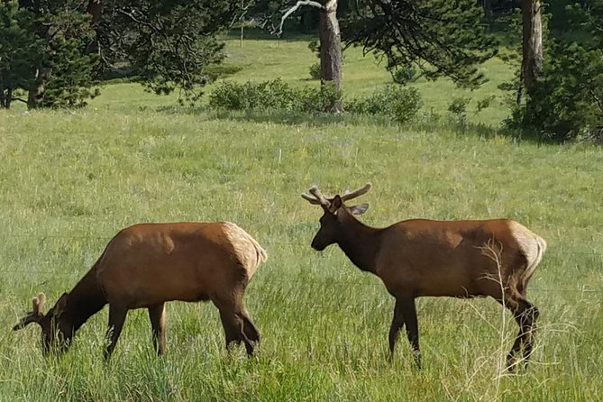 Rocky Mountain National Park in Summer Tour from Denver - Estes Park and the Stanley Hotel