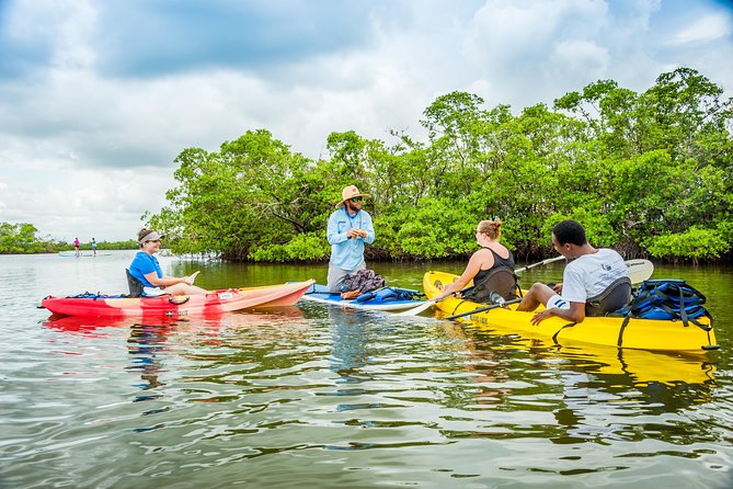 Rookery Bay Kayak Adventure – Mangroves, Wildlife & Photos - Paddling through narrow mangrove channels