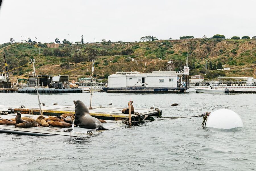 San Diego: SEAL City Tour by Amphibious Bus - Who should book the SEAL City Tour?