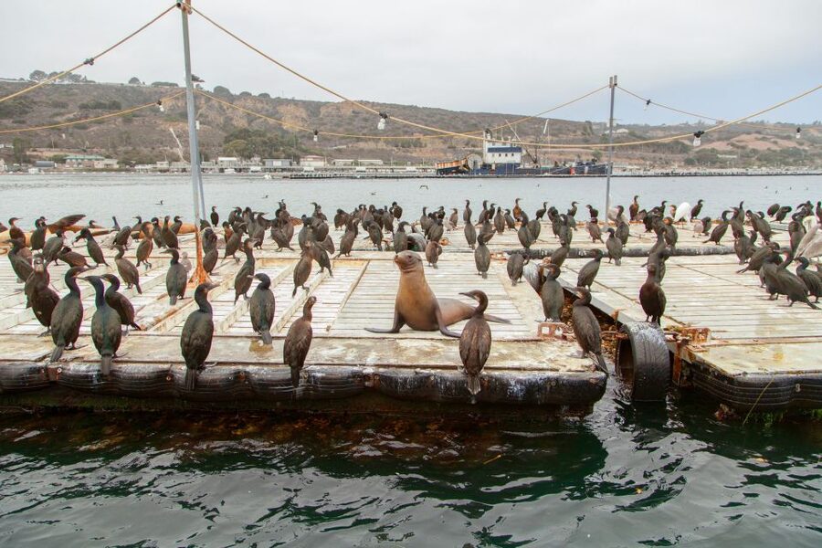 San Diego: SEAL City Tour by Amphibious Bus - Streets first, then the surprising splash