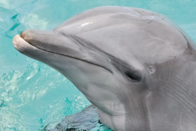 San Diego: SeaWorld Skip-the-Line Park Admission Ticket - Electric Eel and Manta for serious thrills