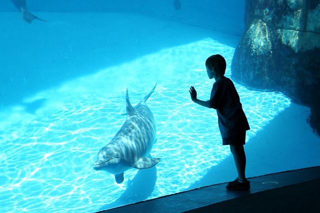 San Diego: SeaWorld Skip-the-Line Park Admission Ticket - Educational presentations versus amusement-park rides