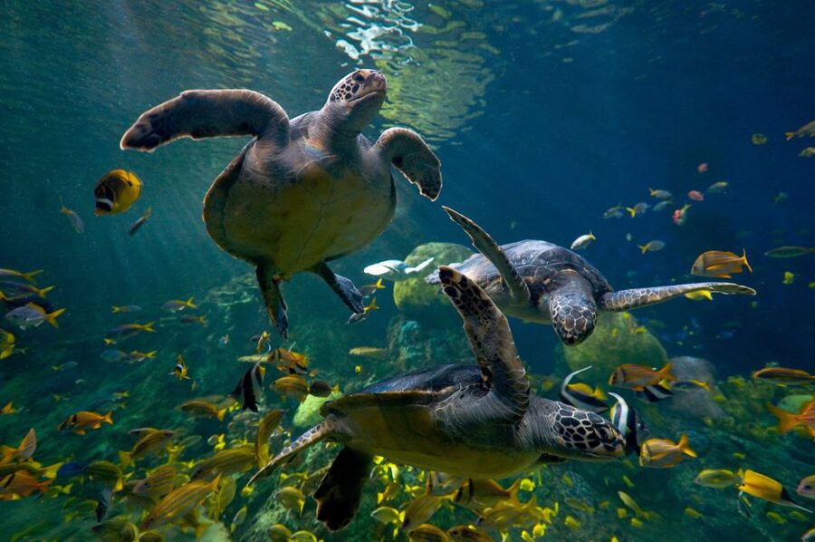 San Diego: SeaWorld Skip-the-Line Park Admission Ticket - Why park closures deserve serious attention