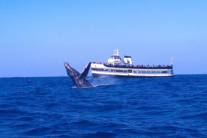 San Diego Whale Watching Cruise - Key points to know before sailing