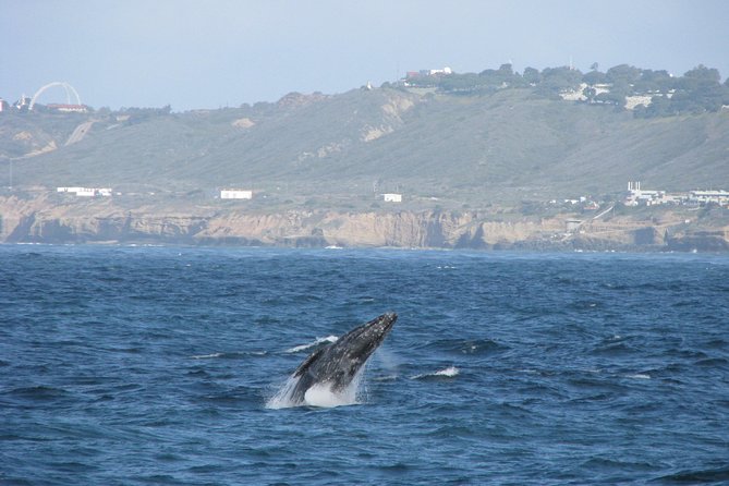 San Diego Whale Watching Cruise - Dolphins, sea lions, and the surprise factor