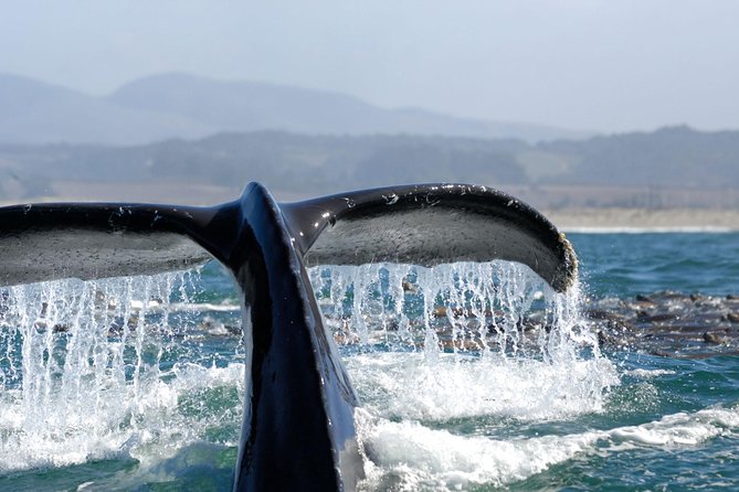San Diego Whale Watching Cruise - Snacks, drinks, and what to bring