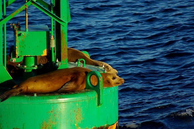 San Diego Whale Watching Cruise - Is $85 a fair price?