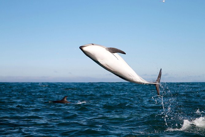 San Diego Whale Watching Cruise - Choosing a departure and preparing well