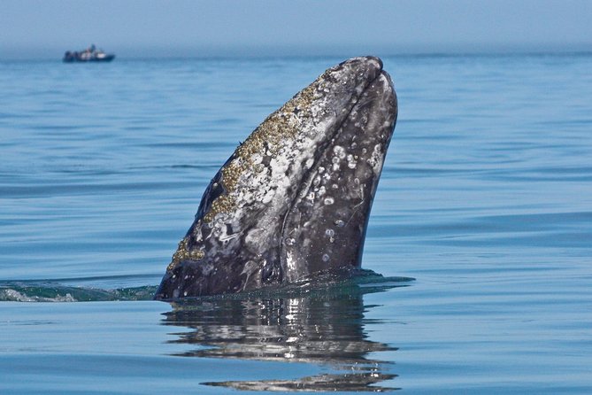 San Diego Whale Watching Cruise - Searching the Pacific for gray whales