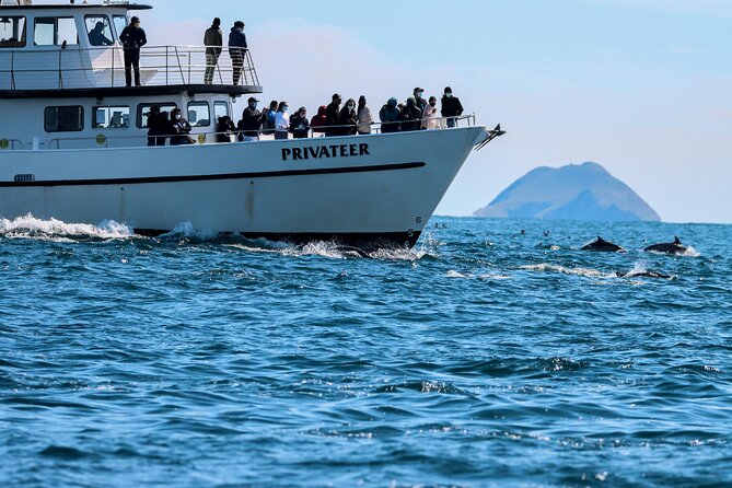 San Diego Whale Watching & Dolphin Cruise - Key points to know before you book