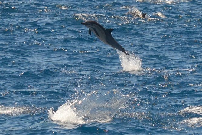 San Diego Whale Watching & Dolphin Cruise - Why this cruise works well from Mission Bay