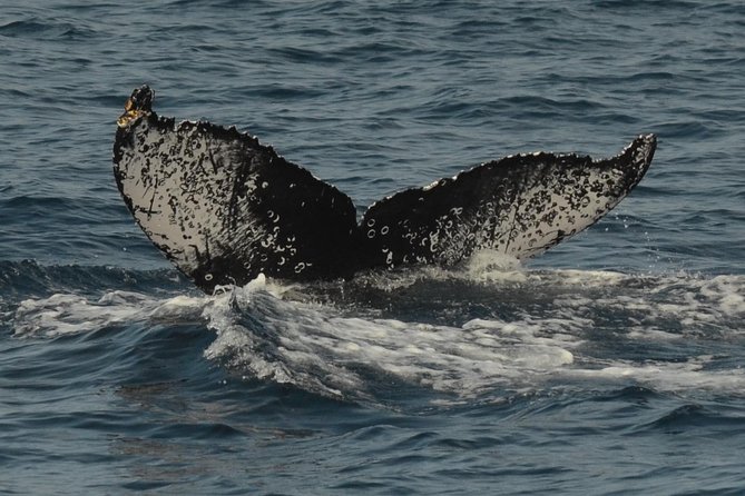 San Diego Whale Watching & Dolphin Cruise - How the captain and naturalists shape the experience