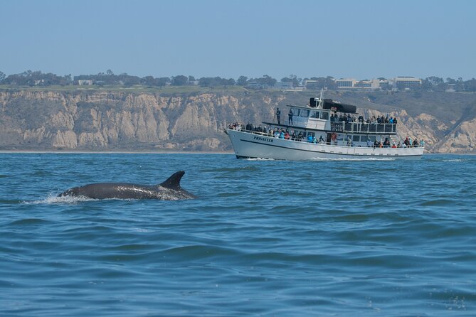 San Diego Whale Watching & Dolphin Cruise - The real cost at $71 per person