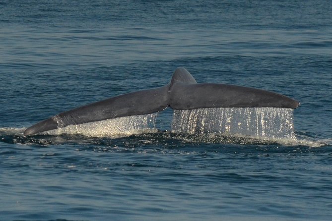 San Diego Whale Watching & Dolphin Cruise - Weather, clothing, and motion on the water