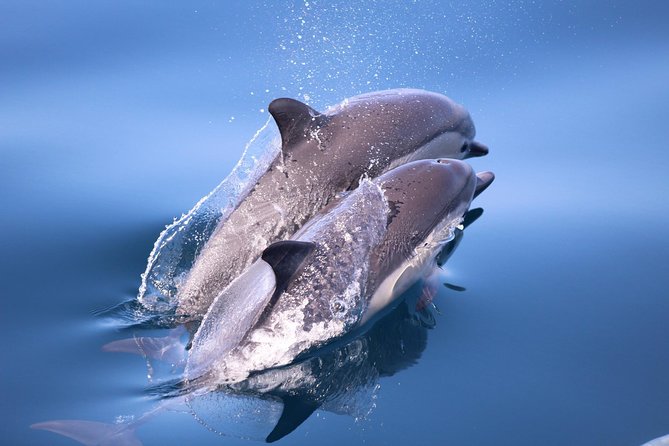 San Diego Whale Watching & Dolphin Cruise - From Mission Beach boardwalk to open Pacific